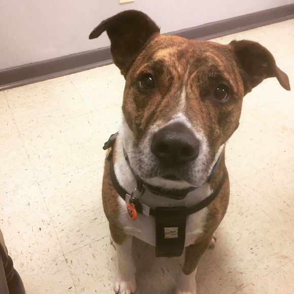 Meet your Posher, Meredith - Picture 4 of 6